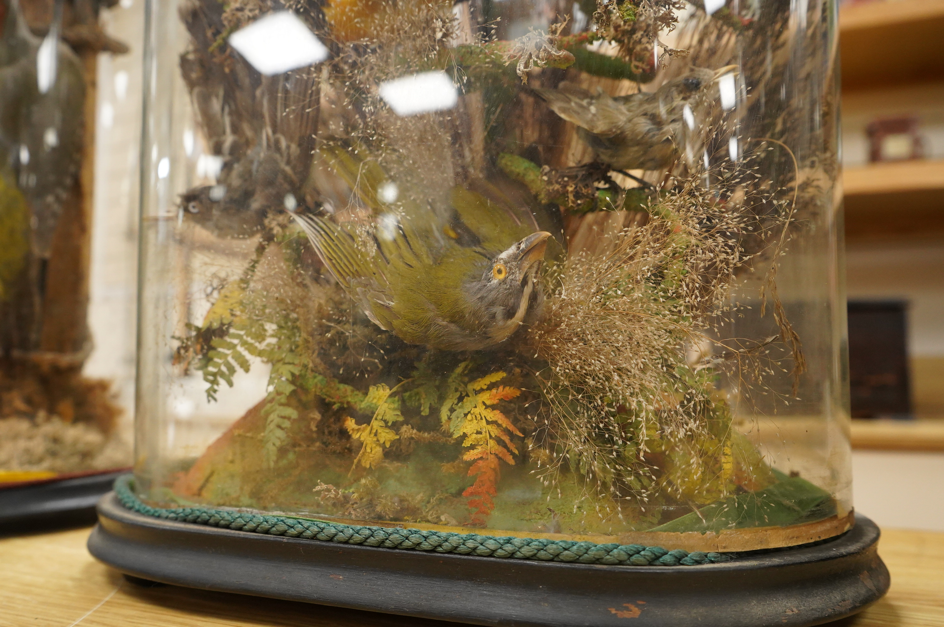 A Victorian taxidermy display of exotic birds including a Venezuelan Troupial, finches, etc., contained within a domed case with ebonised base, 57cm high, 35cm wide